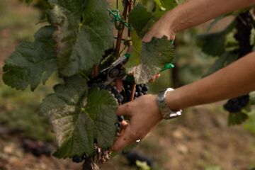 Botanická zahrada v Troji v září opět ožije Vinobraním na Vinici sv. Kláry