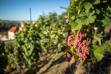 Botanická zahrada v Troji v září opět ožije Vinobraním na Vinici sv. Kláry