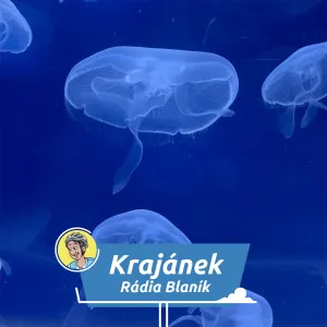 Magická podívaná na Pankráci: Přes 30 druhů medúz v obřích akváriích