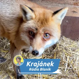 Splněný dětský sen: Martin Císař objevuje zvířecí nemocnici v záchranné stanici Hrachov!