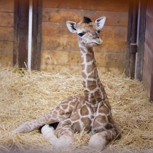 Safari Park Dvůr králové nad Labem se může pochlubit novým přírůstkem