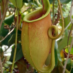 Botanická zahrada v Liberci získala vzácné masožravé rostliny